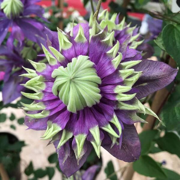 Wekiva Foliage Clematis Taiga-2 Live Plants in 3.5 in. Growers Pots-Clematis Connoisseur Collection-Beautiful Starter Vines
