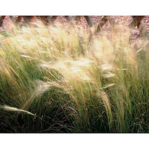 4.5 in. Qt. Pony Tails Mexican Feather Grass (Nassella) Live Plant, Tan Flowers and Green Foliage