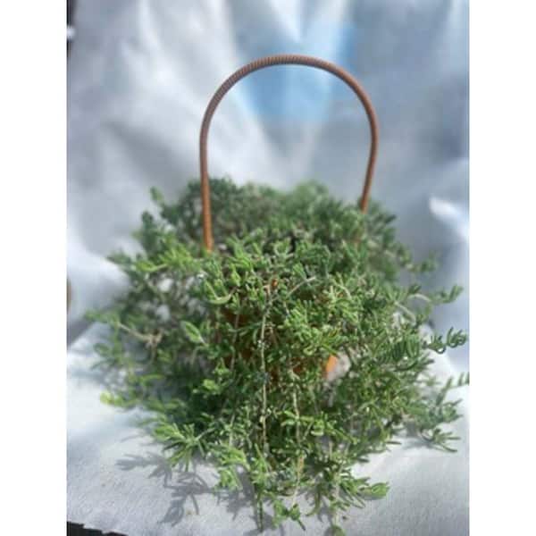 Zeus & Ruta Pink Ice Plant Tolerent Pet-Safe Spreading with More than 20 Branches