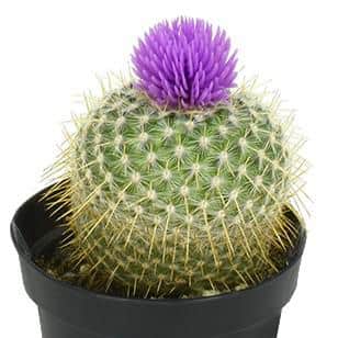 Colorful Blooming Cactus Pack in Black Pots, 2.5 Inches