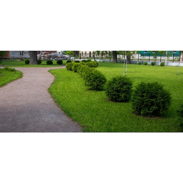 1 Gal. Thuja Danica (Globe) Live Evergreen Shrub