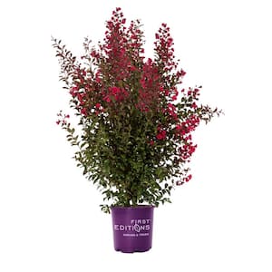 1 Gal. Ruffled Red Crape Myrtle Flowering Shrub with Pink Flowers