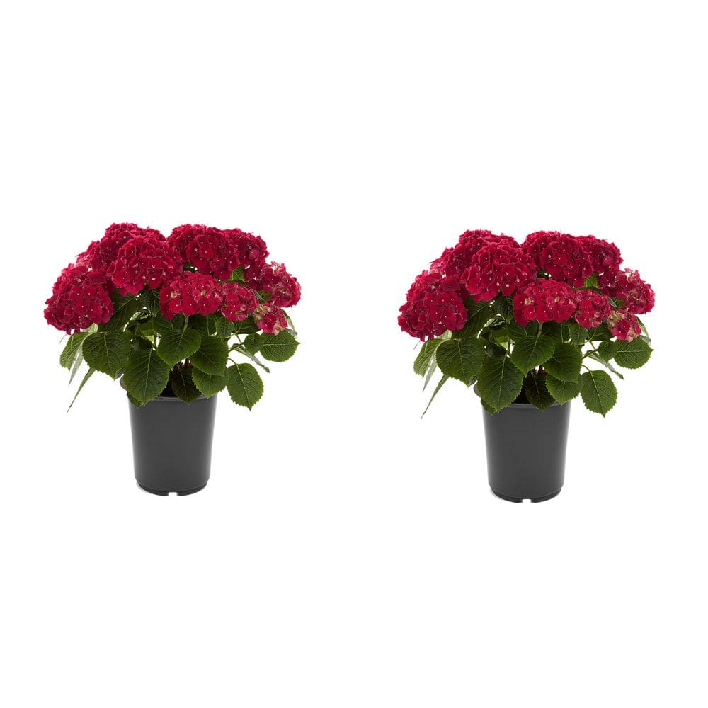 Unbranded. 2.5 QT Hydrangea macrophylla 'Hi Fire Red' Perennial