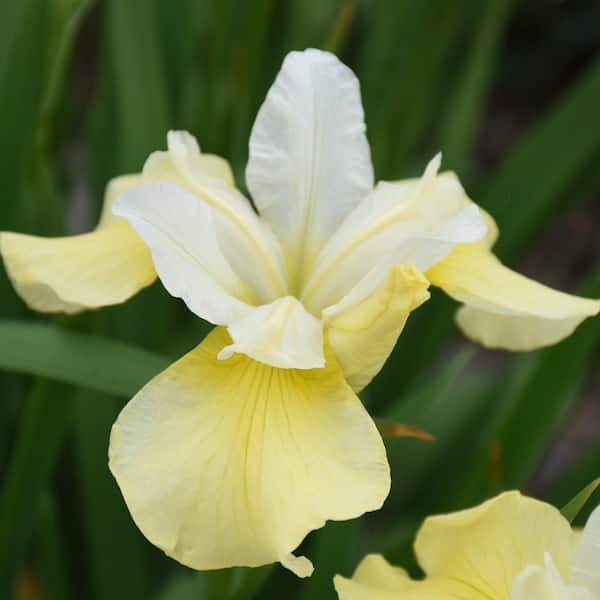 national PLANT NETWORK Bareroot Iris Butter and Sugar Perennial Plant with Yellow Flowers (3-Pack)