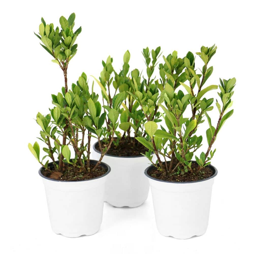 4 in. Gardenia Buttons Shrub (3-Pack) price history on PriceWatchPro