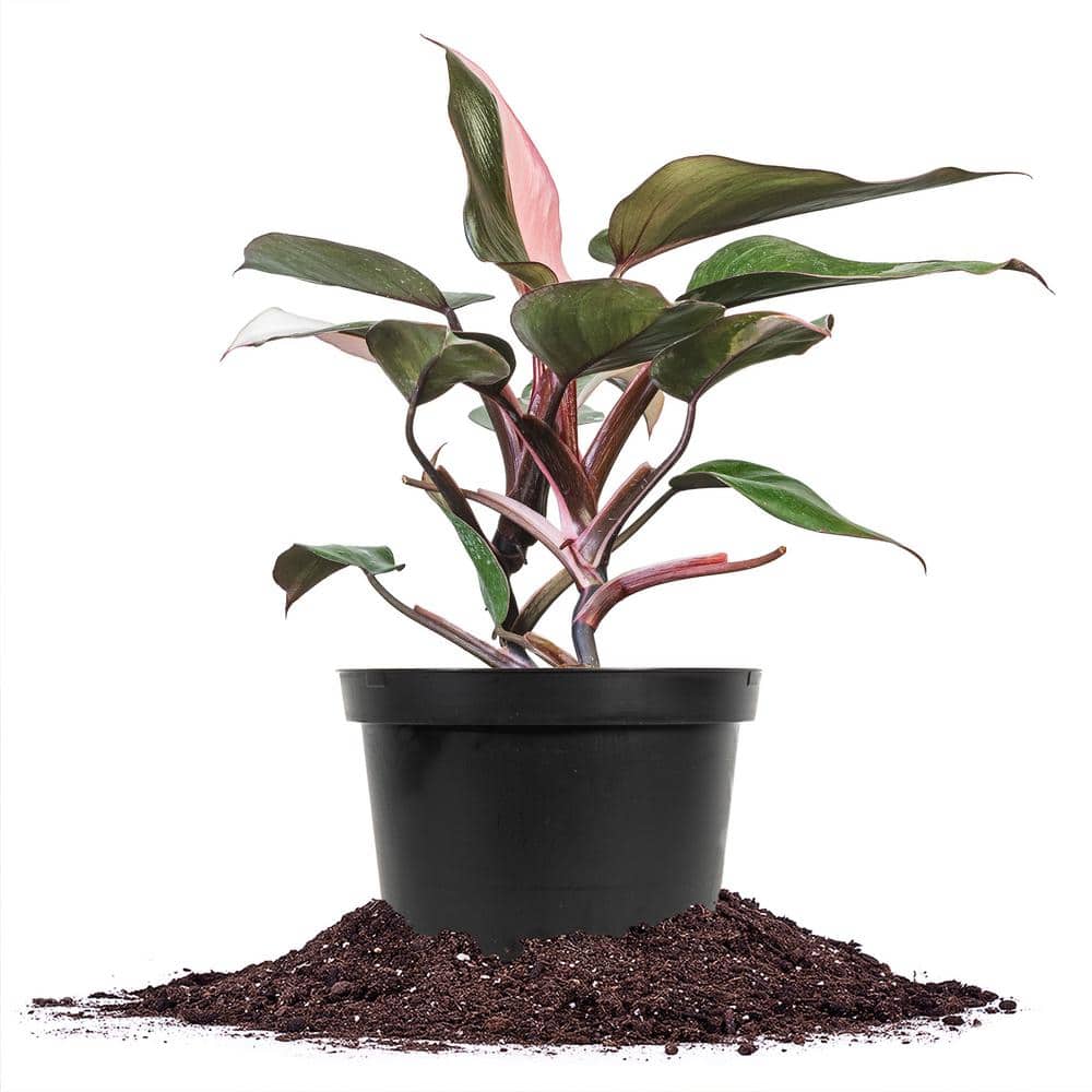 Pink Princess Philodendron Indoor Plant in 6 in. Grower's Pot, Unique Variegation price history on PriceWatchPro