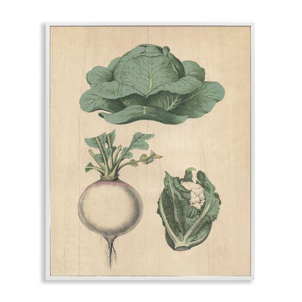 Stupell Industries Vintage Garden Vegetables by Daphne Polselli White Framed Food Giclee Art Print 20 in. x 16 in.