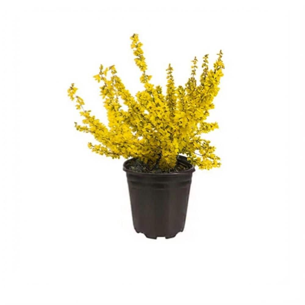 BELL NURSERY 1 Gal. Forsythia Lynwood Gold Live Shrub (1-Pack