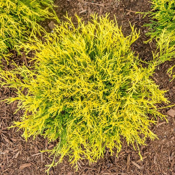 DIRECT GARDENING Golden Mop Falsecypress Dormant Bare Root Evergreen Starter Shrub (1-Pack)