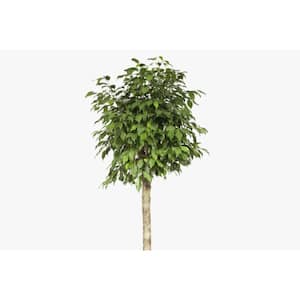 Dianiella Ficus Weeping Fig Standard Single Trunk-Live Plant in a 10 Inch Growers Pot-Ficus Benjamina Daniella-