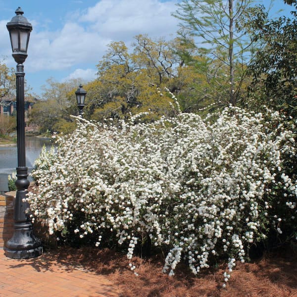 national PLANT NETWORK 1 Gal. Spirea Reeves Shrub with White