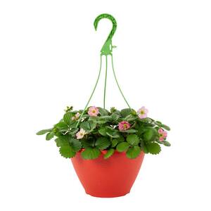 1 Gal. Strawberry Roman Red in Decorative Hanging Basket Annual Plant (1-Pack)