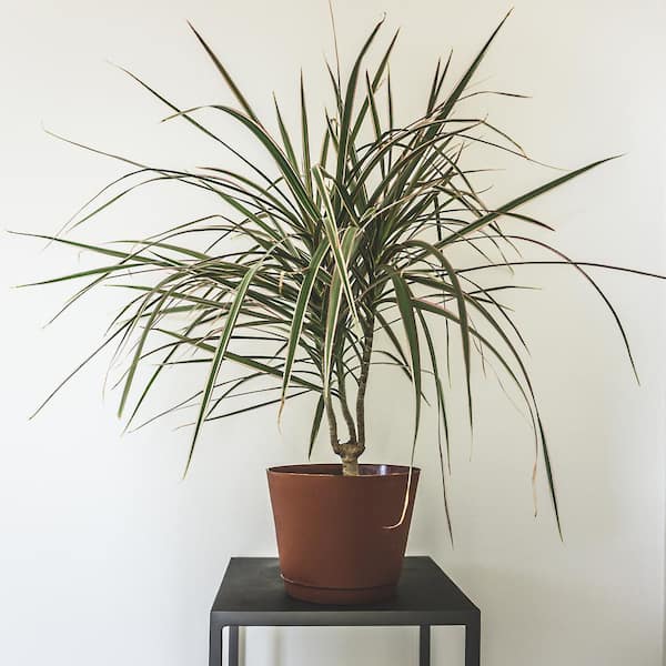 POWERS TO FLOWERS - DRACENA COMPACTA IN VASO CERAMICA BIANCO, altezza 110/ 120cm, pianta vera - Powers to flowers - piante e fiori