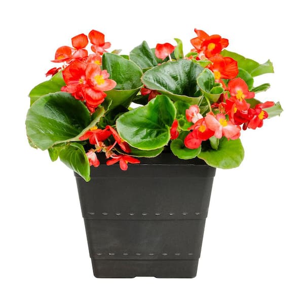 METROLINA GREENHOUSES 1 Gal. Begonia Red in Decorative Square Planter Annual Plant (1-Pack)