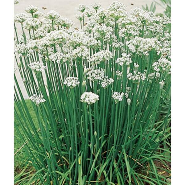 PROVEN WINNERS Garlic Chives, Live Plant, Herb, 4.25 in. Grande
