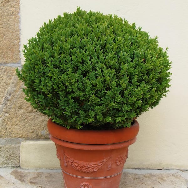 national PLANT NETWORK - 1 gal. Boxwood Wintergreen Shrub