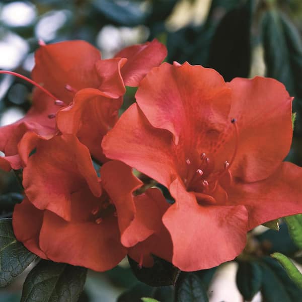 1 Gal. Autumn Embers Shrub with Red Flowers