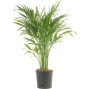 Cateracterum Indoor Palm (Cat Palm) in 9.25 in. Grower Pot, Avg. Shipping Height 3-4 ft. Tall