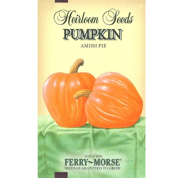 Ferry-Morse Pumpkin Amish Pie-Heirloom Seed