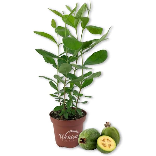Wekiva Foliage Pineapple Guava Tree-Live Plant in a 4 Inch Pot-ACCA Sellowiana-Edible Fruit Bearing Tree
