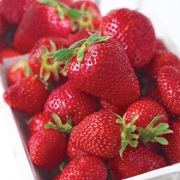 Strawberries for the Home Garden - 7.000 - Extension