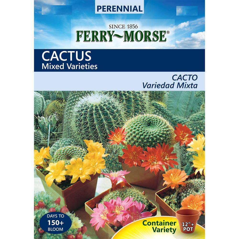 250 seeds Cactus mix rare succulent flower seeds 