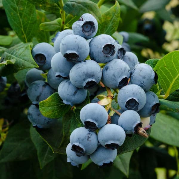 Gurney's Duke Blueberry (Vaccinium), Live Fruiting Plant Grown in a 3 in. Pot (1-Pack)