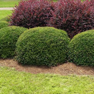 Year Round Bushes Outdoor Plants The Home Depot