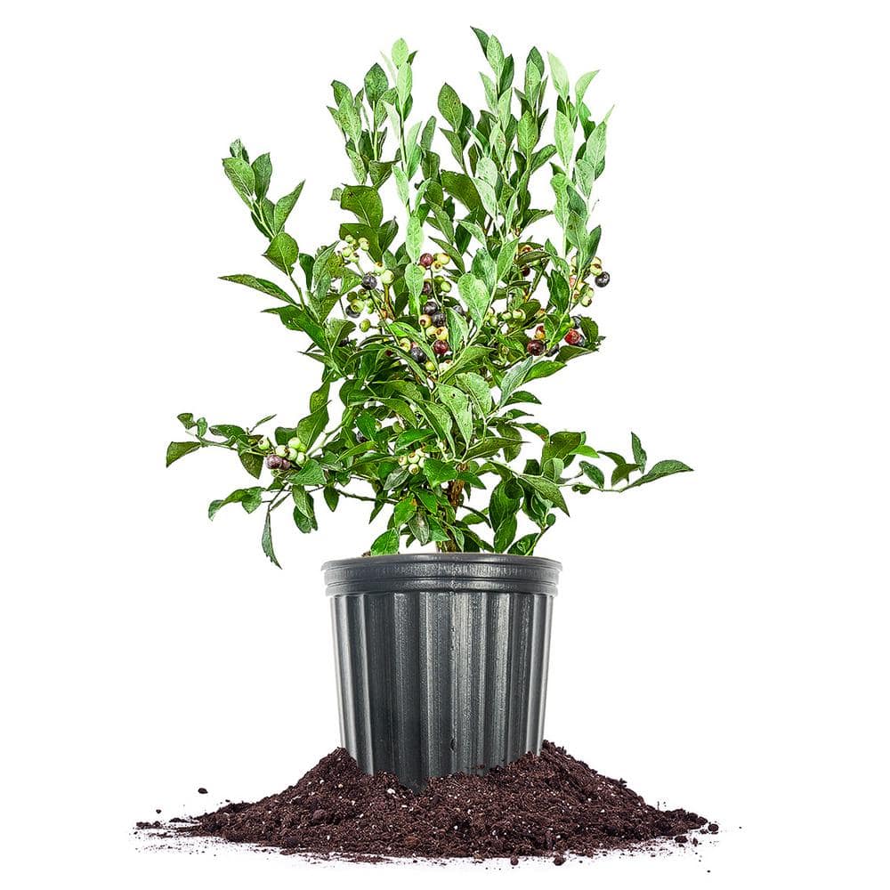 Tifblue Blueberry Shrub in 1 Gal. Growers Pot