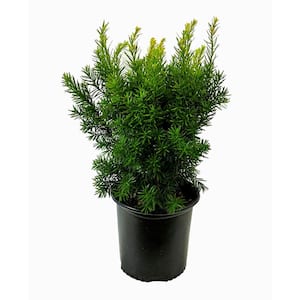 2.25 Gallon Brown's Yew (Taxus x media 'Brownii') Shrub with Soft Green  Foliage O877103 - The Home Depot