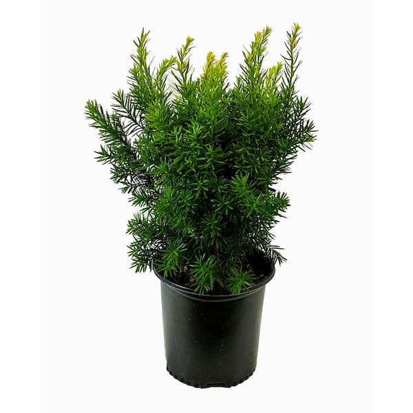 Unbranded 1.5 Gal. Dense Spreading Yew (Taxus) Live Shrub