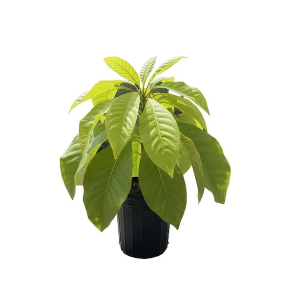 1 gal. Umbrella Deciduous Magnolia Tree with White Flowers