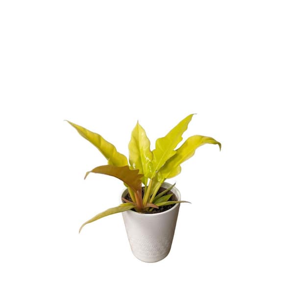 LEAFJOY Philodendron Prismacolor Golden Apple Indoor Plant in 5 in