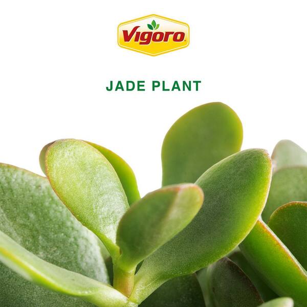Vigoro Jade Crassula Indoor Succulent Plant in 4 in. Decor Pot, Avg.  Shipping Height 7 in. Tall 4JADEREDCER - The Home Depot