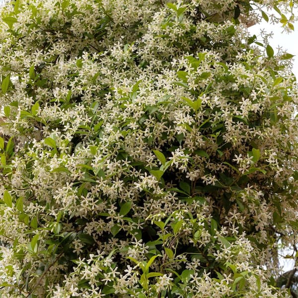 national PLANT NETWORK 2.5 in. Star Jasmine Plant with White
