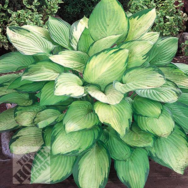 Unbranded Hosta Gold Standard Bare Root Dormant Plants (6-Pack)