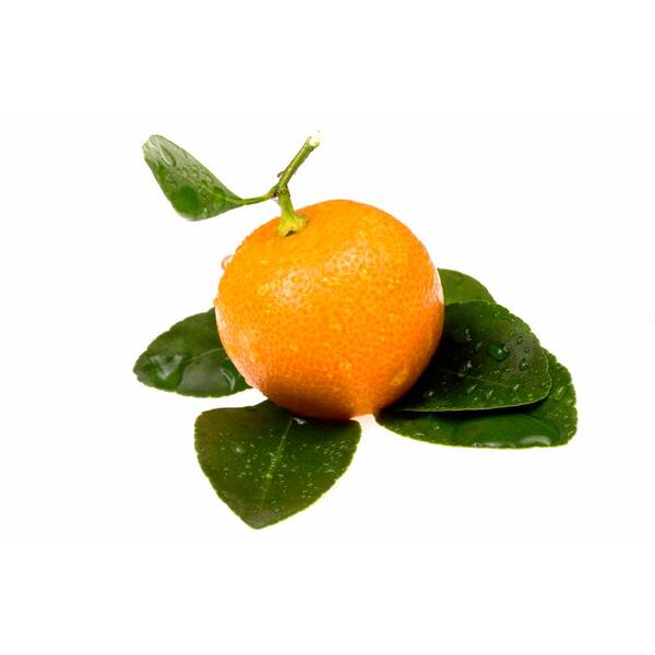 Alder & Oak - #3 Container Calamondin Semi-Dwarf Tree