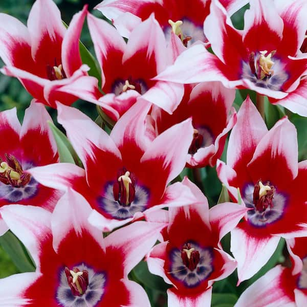 VAN ZYVERDEN Tulips Bulbs Akita (Set of 12)