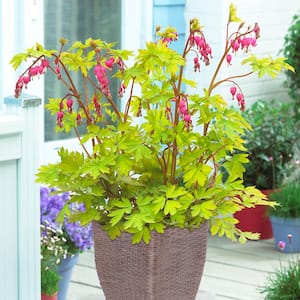 Bleeding Heart Patio Kit With Decorative Ratten Planter, Planting Medium and Root (Set of 1)