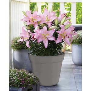 Patio Smart Romance Lilies Kit with 7 Bulbs, Metal Planter, Nursery Pot, Medium, Gloves, Planting Stock