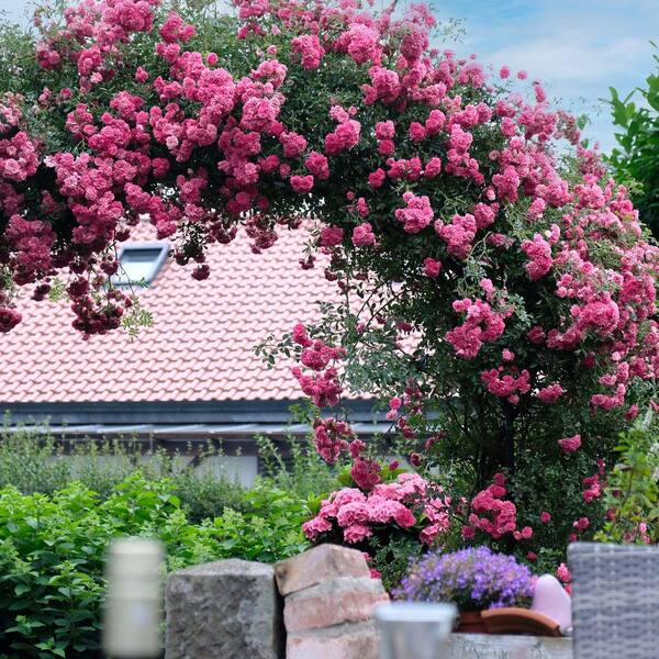 national PLANT NETWORK Bare Root Rose Climbing Zephirine Drouhin