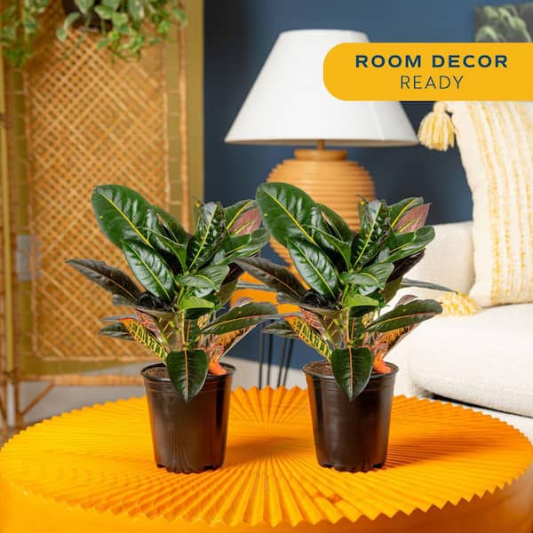 Croton Petra Indoor Plant in Grower's Pot, Average Shipping Height 1-2 ft. Tall (2-Pack)