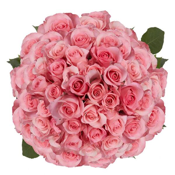Globalrose 200 Stems of Bright Pink High and Bonita Roses Fresh Flower ...