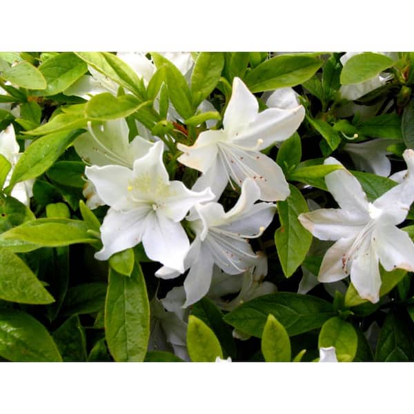 Cottage Gardens 8 in. Azalea Cascade Shrub with white flowers