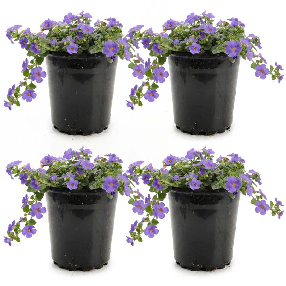 Vigoro 1 Qrt MegaCopa Bacopa Annual Plant with Blue Flowers (4