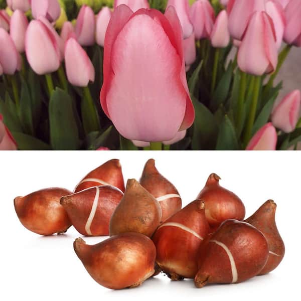 Tulip Bella Blush Bulbs (50-Pack)
