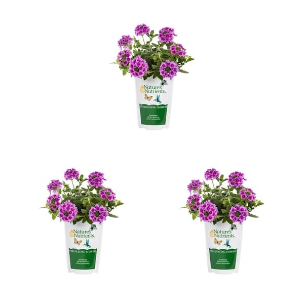 Vigoro 2 Qt. Verbena 'homestead Pink' Pink Perennial Plant (3-pack 