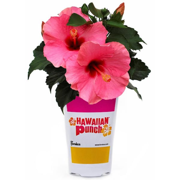 1 Qt. Hibiscus Flowering Annual Shrub with Pink Blooms