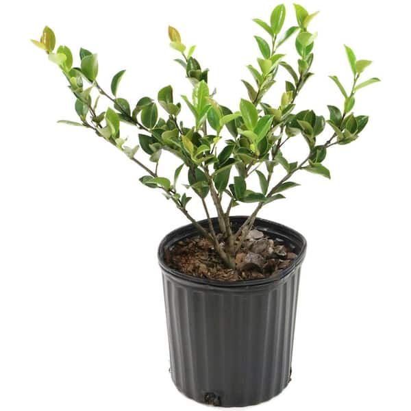 national PLANT NETWORK 1 Gal. Camellia Red Twister Shrub with Red