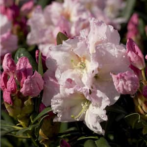 2 Gal. Breeze Southgate Rhododendron, Live Evergreen Shrub, Pink Buds Open to White Flowers with Maroon Speckles